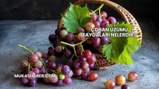 Çoban Üzümü Faydaları Nelerdir?