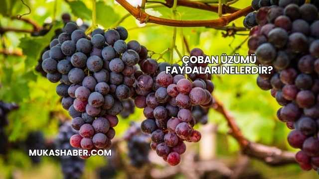 Çoban Üzümü Faydaları Nelerdir?