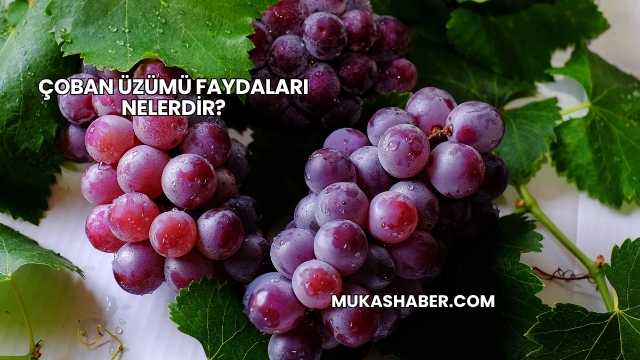 Çoban Üzümü Faydaları Nelerdir?
