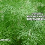 Dereotu Metabolizmayı Hızlandırır mı?