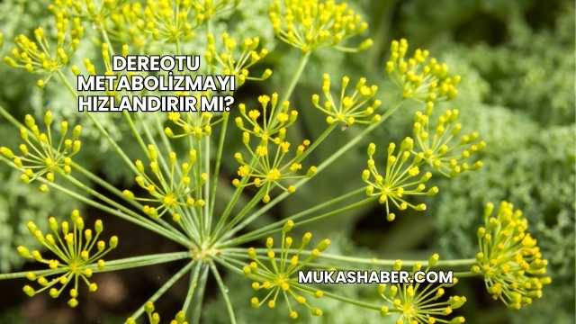 Dereotu Metabolizmayı Hızlandırır mı?