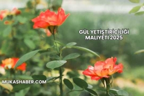 Gül Yetiştiriciliği Maliyeti 2025