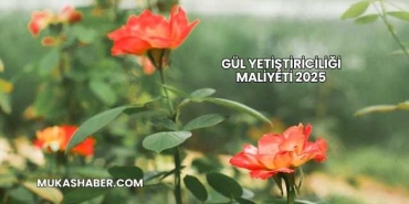 Gül Yetiştiriciliği Maliyeti 2025
