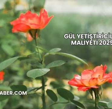 Gül Yetiştiriciliği Maliyeti 2025