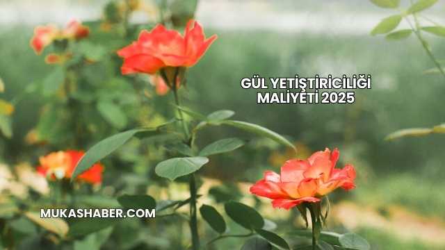 Gül Yetiştiriciliği Maliyeti 2025