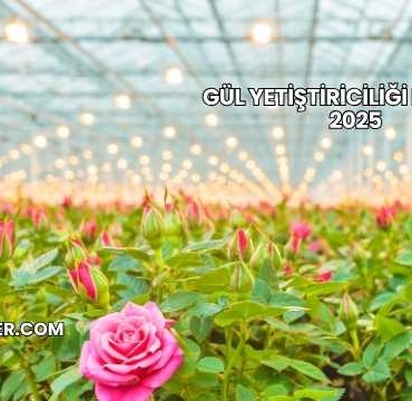 Gül Yetiştiriciliği Maliyeti 2025