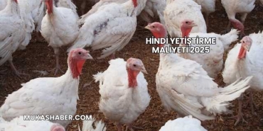 Hindi Yetiştirme Maliyeti 2025