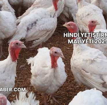 Hindi Yetiştirme Maliyeti 2025