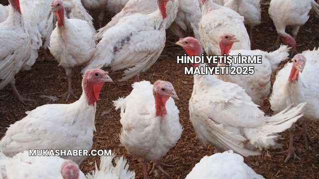 Hindi Yetiştirme Maliyeti 2025