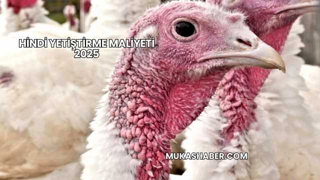 Hindi Yetiştirme Maliyeti 2025