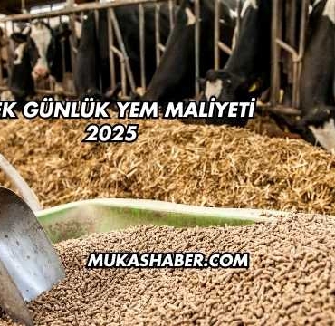 İnek Günlük Yem Maliyeti 2025