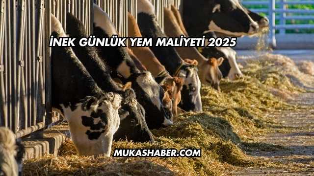 İnek Günlük Yem Maliyeti 2025
