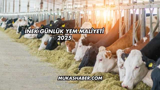 İnek Günlük Yem Maliyeti 2025