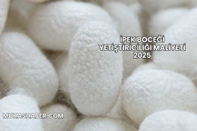 İpek Böceği Yetiştiriciliği Maliyeti 2025