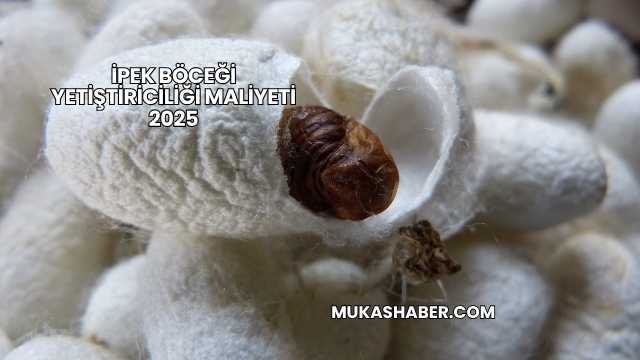 İpek Böceği Yetiştiriciliği Maliyeti 2025