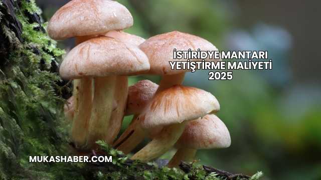 İstiridye Mantarı Yetiştirme Maliyeti 2025