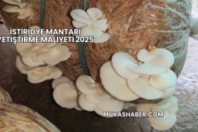 İstiridye Mantarı Yetiştirme Maliyeti 2025