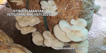 İstiridye Mantarı Yetiştirme Maliyeti 2025