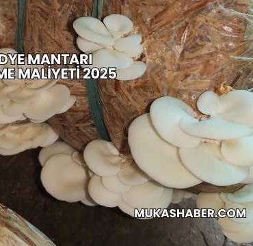 İstiridye Mantarı Yetiştirme Maliyeti 2025