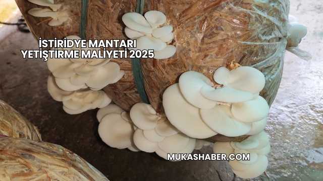 İstiridye Mantarı Yetiştirme Maliyeti 2025