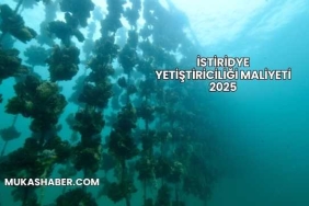 İstiridye Yetiştiriciliği Maliyeti 2025