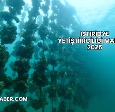 İstiridye Yetiştiriciliği Maliyeti 2025