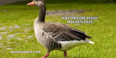 Kaz Entegre Tesisi Maliyeti 2025