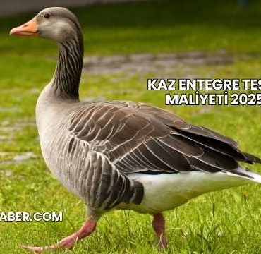 Kaz Entegre Tesisi Maliyeti 2025