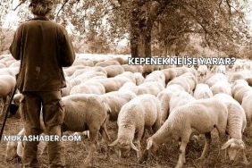 Kepenek Ne İşe Yarar?