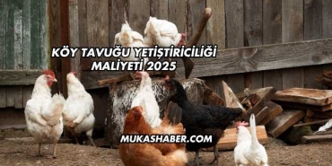 Köy Tavuğu Yetiştiriciliği Maliyeti 2025