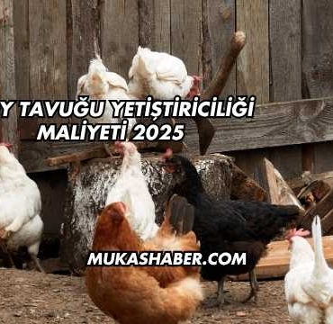 Köy Tavuğu Yetiştiriciliği Maliyeti 2025