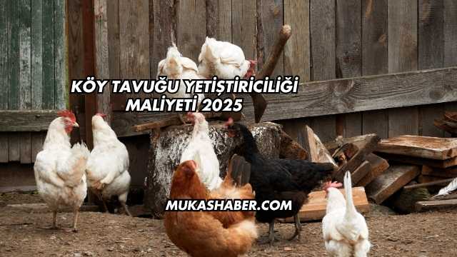 Köy Tavuğu Yetiştiriciliği Maliyeti 2025