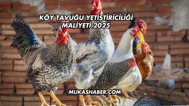 Köy Tavuğu Yetiştiriciliği Maliyeti 2025