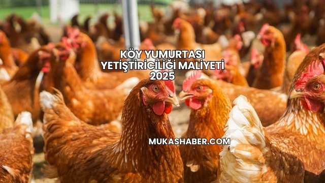 Köy Yumurtası Yetiştiriciliği Maliyeti 2025