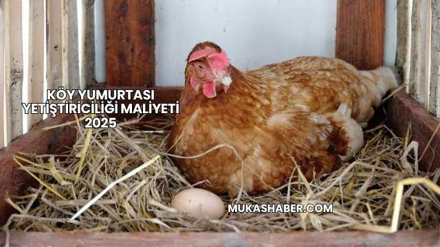 Köy Yumurtası Yetiştiriciliği Maliyeti 2025