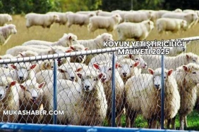 Koyun Yetiştiriciliği Maliyeti 2025