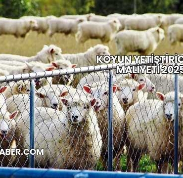 Koyun Yetiştiriciliği Maliyeti 2025