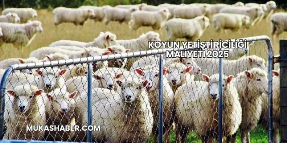 Koyun Yetiştiriciliği Maliyeti 2025