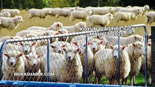 Koyun Yetiştiriciliği Maliyeti 2025