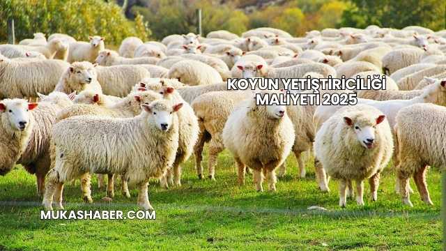 Koyun Yetiştiriciliği Maliyeti 2025