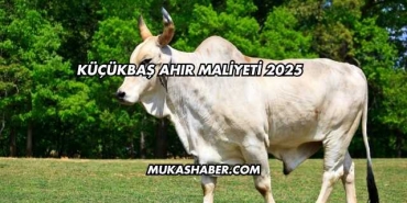 Küçükbaş Ahır Maliyeti 2025