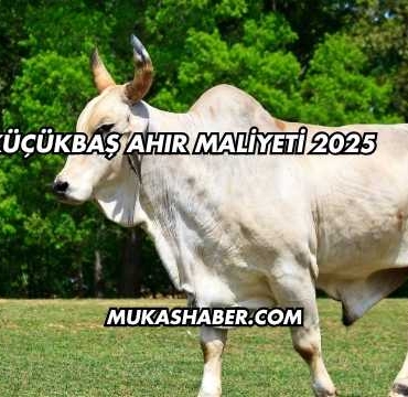 Küçükbaş Ahır Maliyeti 2025
