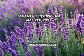 Lavanta Yetiştiriciliği Maliyeti 2025