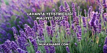 Lavanta Yetiştiriciliği Maliyeti 2025