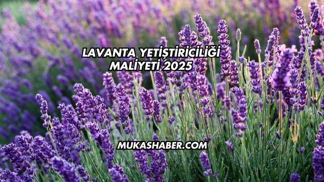 Lavanta Yetiştiriciliği Maliyeti 2025