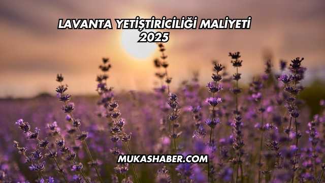 Lavanta Yetiştiriciliği Maliyeti 2025
