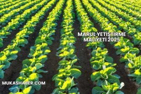 Marul Yetiştirme Maliyeti 2025