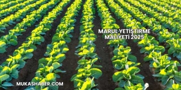 Marul Yetiştirme Maliyeti 2025