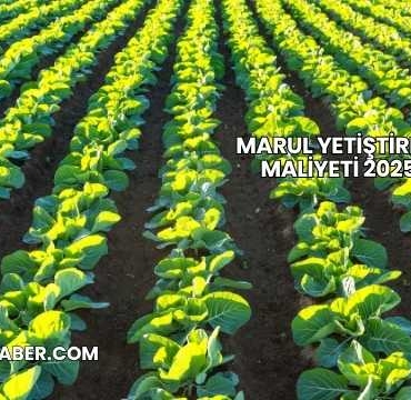 Marul Yetiştirme Maliyeti 2025