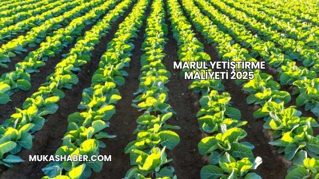 Marul Yetiştirme Maliyeti 2025